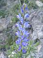 Tremoçeira Brava-Lupinus luteus-azul
